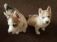 East Siberian Laika Puppies for sale in Charlotte, NC 28290, USA. price: NA