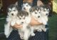 East Siberian Laika Puppies