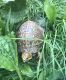 Eastern Box Turtle Reptiles for sale in West Irvine, KY 40336, USA. price: NA