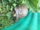 Eastern Box Turtle Reptiles