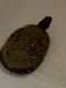 Eastern Box Turtle Reptiles for sale in Cincinnati, OH, USA. price: $130