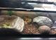 Eastern Box Turtle Reptiles for sale in Albany, OR 97321, USA. price: $100