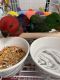 Eclectus Parrot Birds for sale in Key Largo, FL 33037, USA. price: $3,000