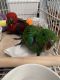 Eclectus Parrot Birds for sale in Key Largo, FL 33037, USA. price: NA