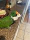 Eclectus Parrot Birds for sale in Lakewood, CA, USA. price: $3,000