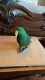 Eclectus Parrot Birds for sale in Spring, TX 77373, USA. price: $2,800
