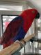 Eclectus Parrot Birds for sale in Rancho Cucamonga, CA, USA. price: $300,000