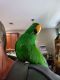 Eclectus Parrot Birds for sale in Ashburn, VA, USA. price: NA