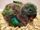 Eclectus Parrot Birds for sale in Fellsmere, FL 32948, USA. price: $3,000