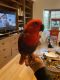 Eclectus Parrot Birds for sale in Los Angeles, CA, USA. price: $800,000