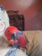 Eclectus Parrot Birds for sale in Brevard County, FL, USA. price: $500