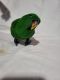 Eclectus Parrot Birds for sale in Tooele, UT 84074, USA. price: NA