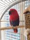 Eclectus Parrot Birds for sale in Nebraska City, NE 68410, USA. price: NA