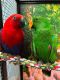 Eclectus Parrot Birds for sale in San Francisco, CA, USA. price: $300