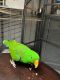 Eclectus Parrot Birds