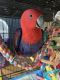 Eclectus Parrot Birds for sale in Houston, TX 77062, USA. price: $270,000