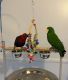 Eclectus Parrot Birds for sale in Redlands, CA, USA. price: $5,000