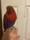 Eclectus Parrot Birds for sale in Lexington, SC, USA. price: $3