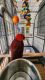 Eclectus Parrot Birds for sale in Thomasville, GA, USA. price: $3,000