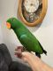 Eclectus Parrot Birds for sale in Hammond, Louisiana. price: $650
