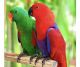 Eclectus Parrot Birds for sale in Hyattsville, Maryland. price: NA