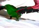 Eclectus Parrot Birds for sale in Tooele, UT 84074, USA. price: $3,500