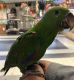 Eclectus Parrot Birds for sale in Murrieta Hot Springs, California. price: $5,000