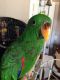 Eclectus Parrot Birds for sale in Oceanside, CA, USA. price: NA