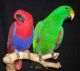 Eclectus Parrot Birds for sale in New Haven, CT, USA. price: NA