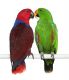 Eclectus Parrot Birds for sale in Hollywood, FL, USA. price: $600
