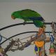 Eclectus Parrot Birds for sale in Wheatland, WY 82201, USA. price: NA