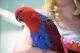 Eclectus Parrot Birds for sale in El Paso, TX, USA. price: $500