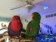 Eclectus Parrot Birds for sale in New York, NY, USA. price: NA