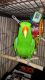 Eclectus Parrot Birds for sale in Hampstead, NC 28443, USA. price: NA