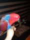 Eclectus Parrot Birds for sale in Phoenix, AZ, USA. price: NA