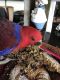 Eclectus Parrot Birds for sale in Cleves, OH, USA. price: NA