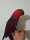 Eclectus Parrot Birds for sale in Buffalo, NY, USA. price: NA