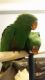 Eclectus Parrot Birds for sale in Washington, DC 20068, USA. price: NA