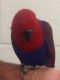 Eclectus Parrot Birds for sale in Feeding Hills, MA 01030, USA. price: NA