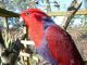 Eclectus Parrot Birds for sale in Norris City, IL 62869, USA. price: NA