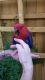 Eclectus Parrot Birds for sale in Los Angeles, CA, USA. price: NA