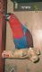 Eclectus Parrot Birds for sale in Warren, OH 44483, USA. price: NA