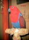 Eclectus Parrot Birds