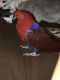 Eclectus Parrot Birds for sale in Ocala, FL, USA. price: $975