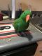 Eclectus Parrot Birds for sale in Levittown, PA 19057, USA. price: NA