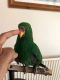 Eclectus Parrot Birds for sale in New York, NY, USA. price: $750