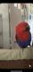 Eclectus Parrot Birds for sale in San Jose, CA, USA. price: $600