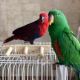 Eclectus Parrot Birds for sale in Florida City, FL, USA. price: $700