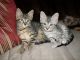 Egyptian Mau Cats for sale in New York, NY 10011, USA. price: NA