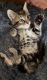 Egyptian Mau Cats for sale in Dallas, TX 75227, USA. price: NA
